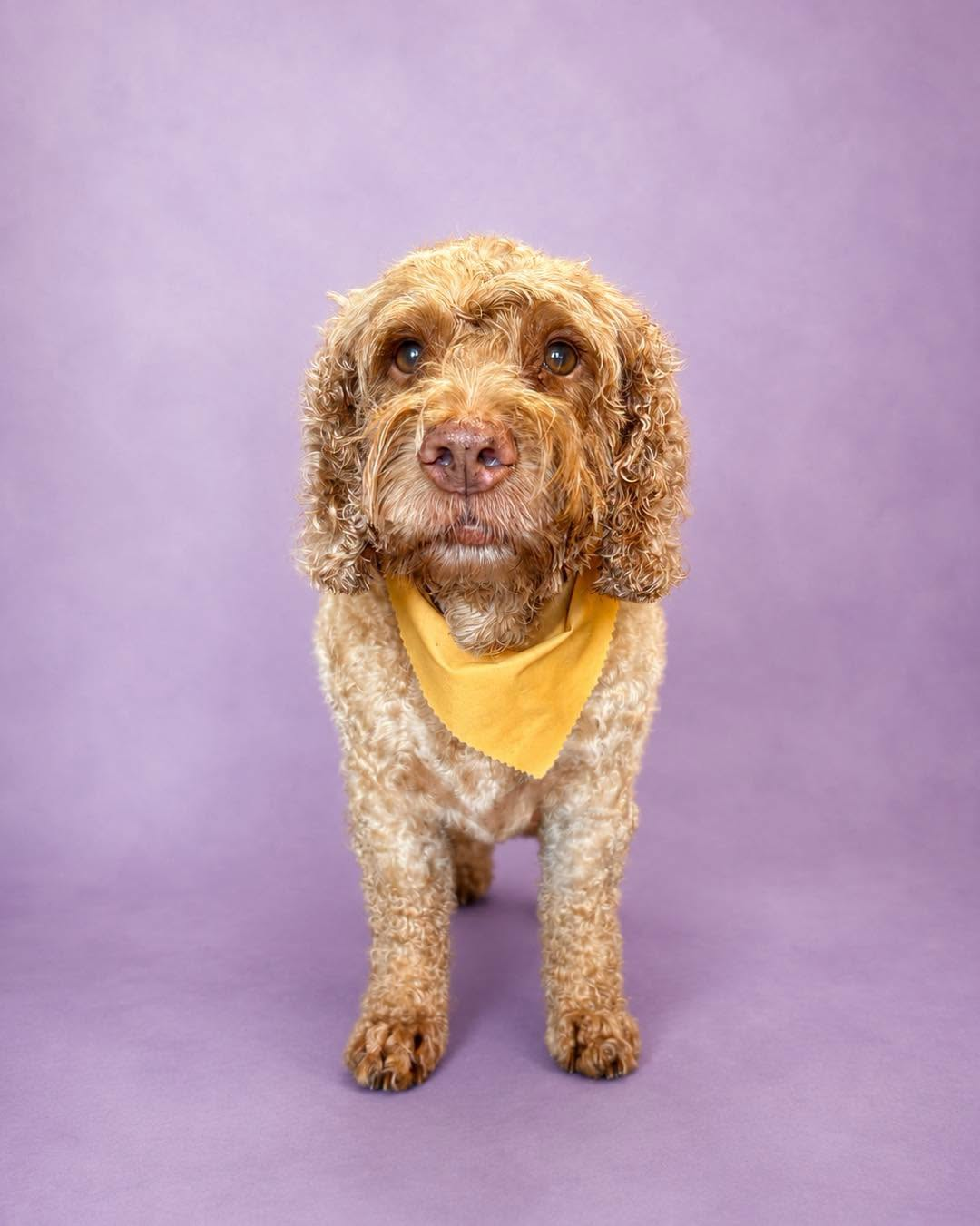 Freshly groomed dog with clean ears