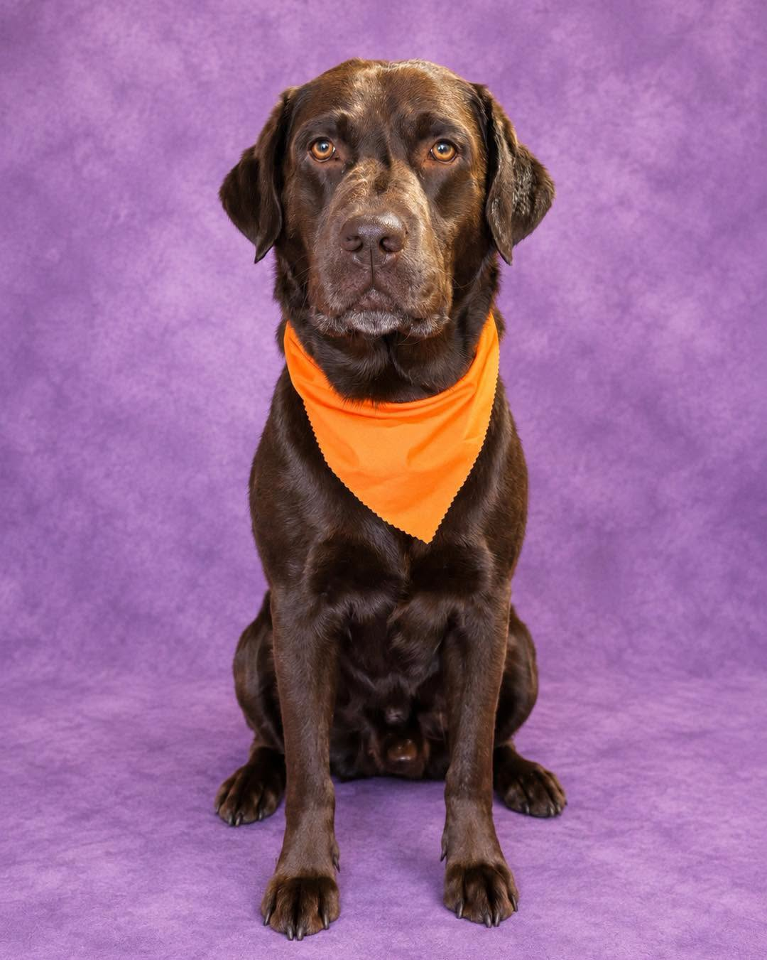 Chocolate Labrador after a bath and blow dry