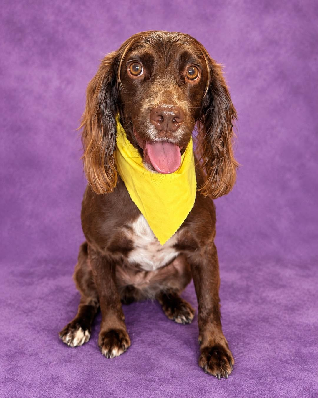 Spaniel ready for clipping and styling