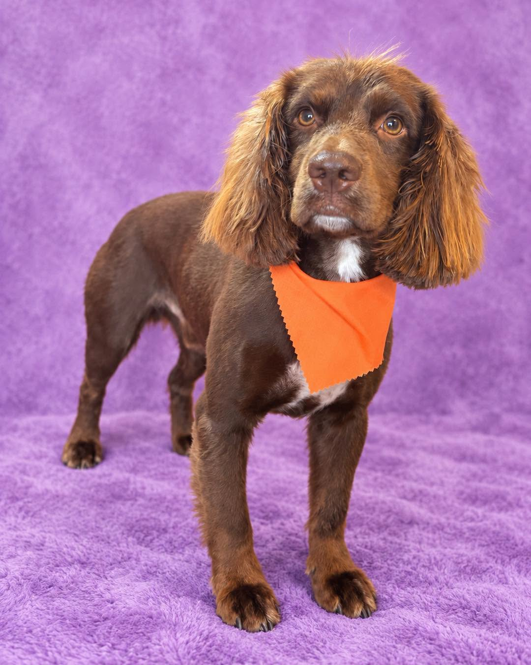 Well-groomed dog with neat paws